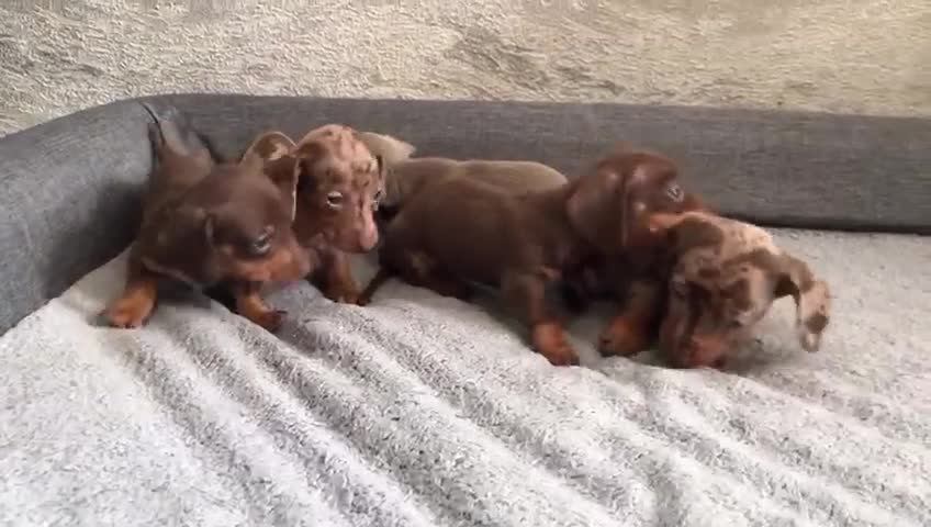 Dachshund dogs for sale: Miniature dachunds - Video 2