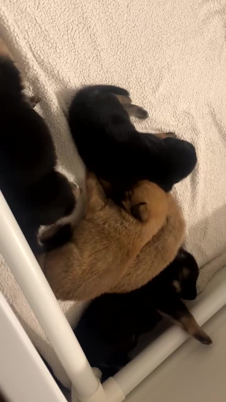 German Shepherd dogs for sale: BEAUTIFUL GERMAN SHEPHERD PUPPIES 😍 - Video 2