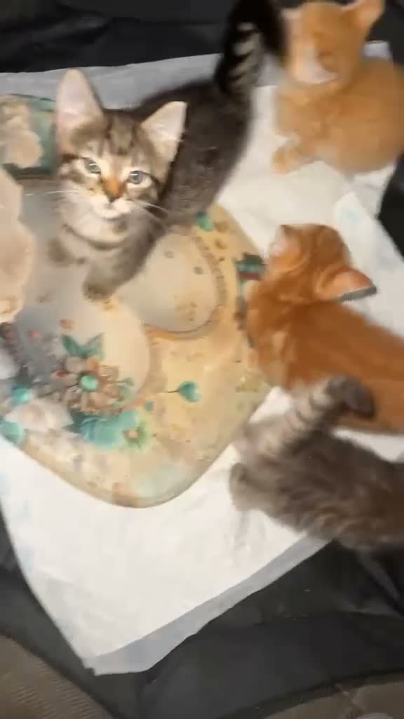 Mixed Breed cats for sale: Kittens for sale  - Video 1
