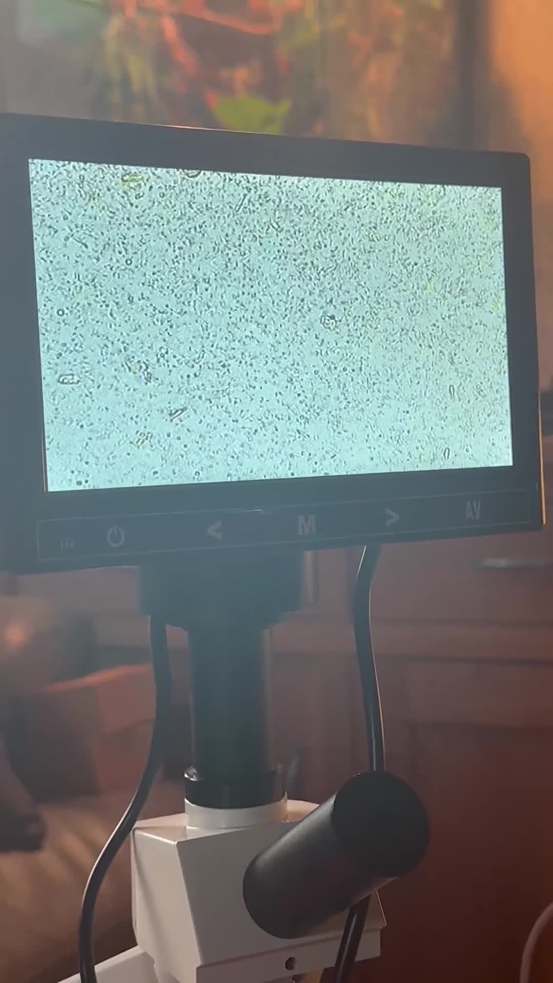 Miniature Dachshund dogs for stud: Black and Tan brindle - Miniature longhair STUD in Manchester - Video 1