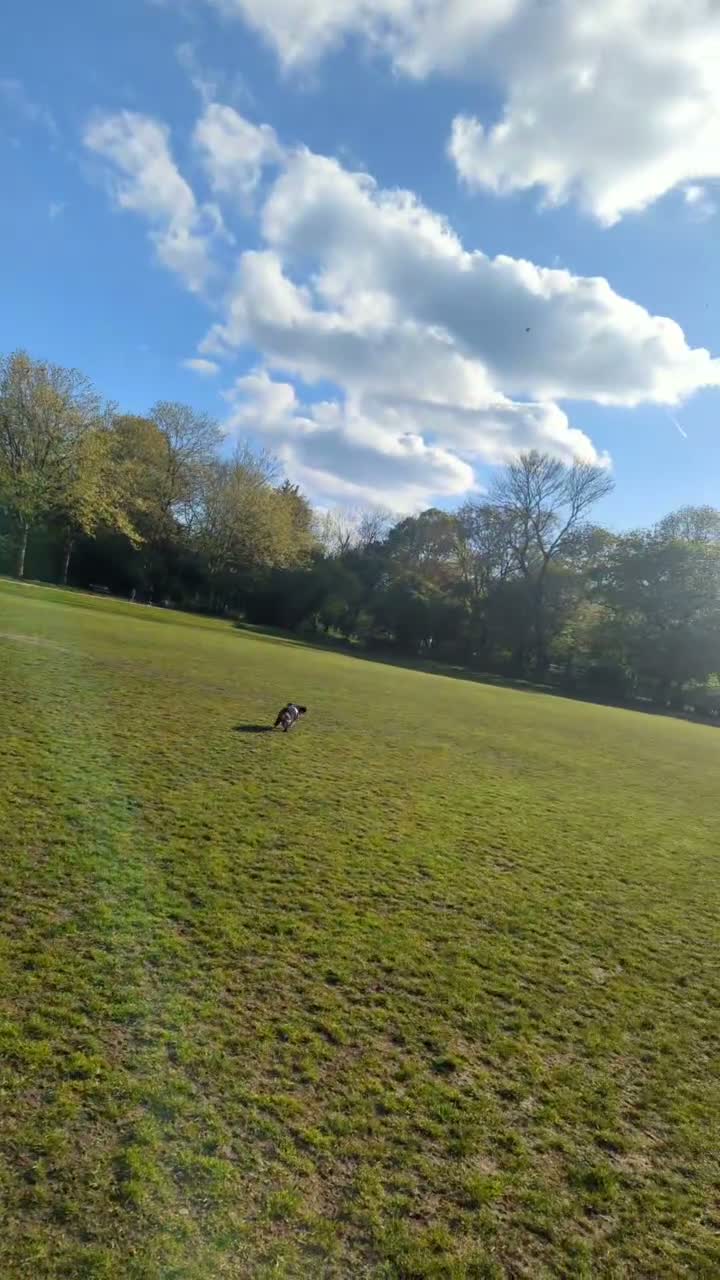 Cockapoo dogs for sale: Cockapoo for sale. in Chislehurst - Video 1