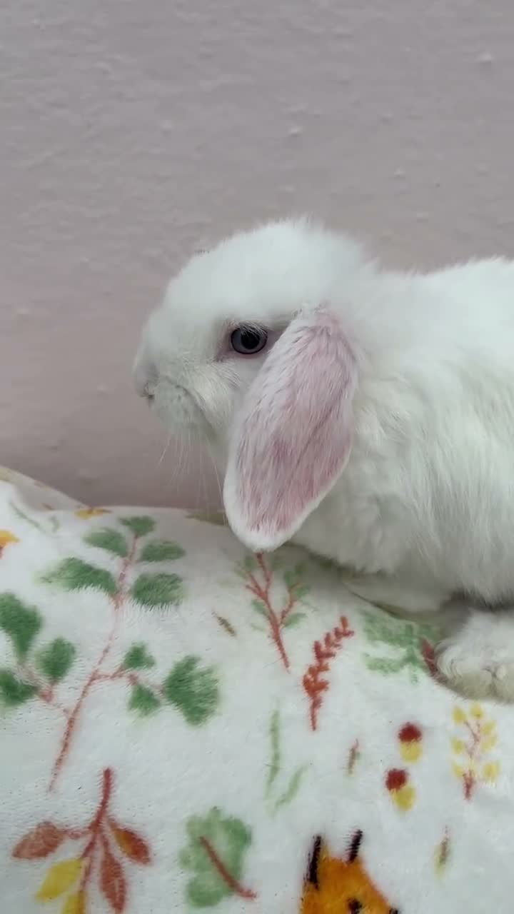 Mini Lop rabbits for sale: Mini lops-vaccinated-raised indoors  - Video 1