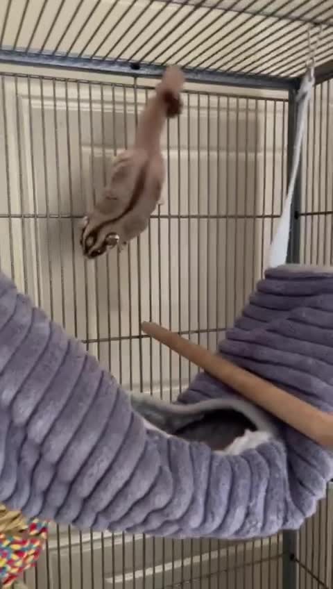 Sugar Glider rodents for sale: 2 1 year old males - Video 1