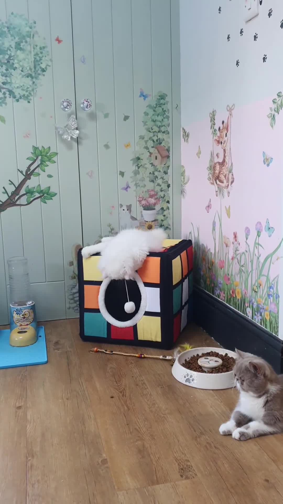 Persian cats for sale: 🎀🎀 One girl left GCCF Persian Kitten 🎀🎀 - Video 2