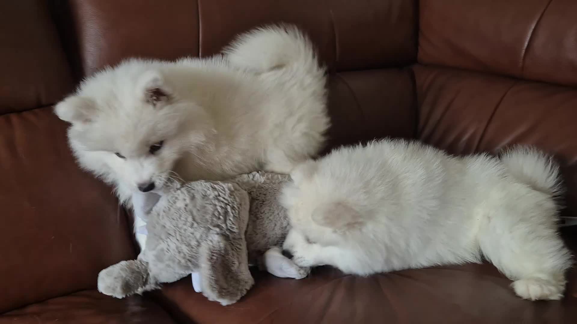 Samoyed dogs for sale: Samoyed Puppies, KC Registered & Health Screened in Barnsley - Video 1