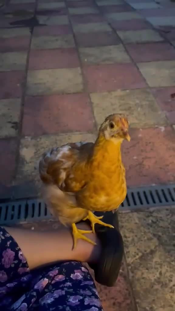 Chickens poultry for sale: 1 male chicken and 3 female  in Slough - Video 2