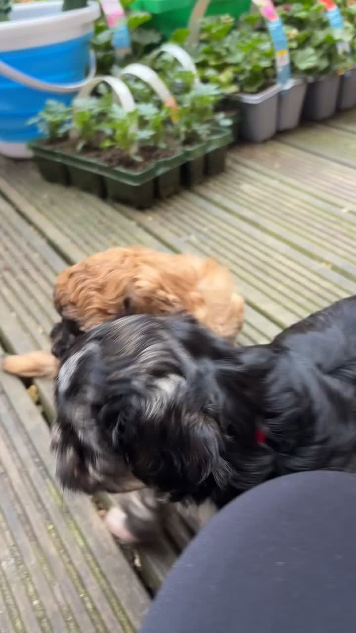 Yochon dogs for sale: Beautiful puppies looking for loving homes - Video 4