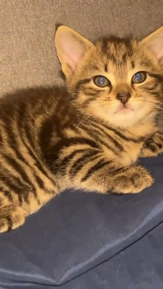 British Shorthair cats for sale: British Shorthair cross Kittens.Ready now.   - Video 2