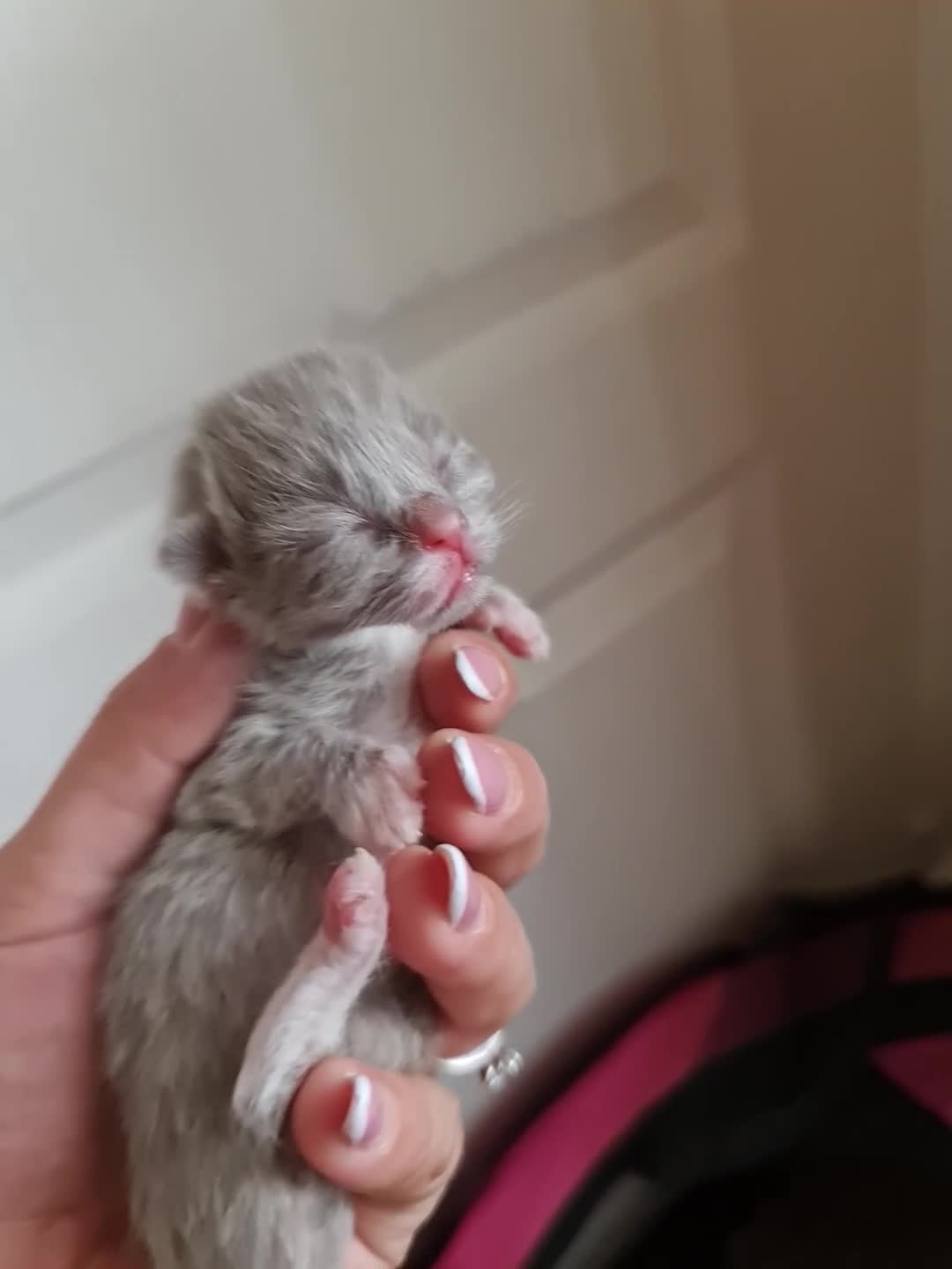 Ragdoll cats for sale: Seal mitted ragdoll/lilac bsh mix - Video 1