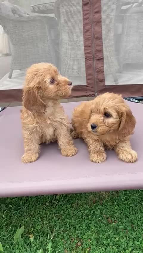 Cockapoo dogs for sale: ⭐️⭐️⭐️⭐️⭐️ F1 apricot Toy Cockapoo Puppies  - Video 1