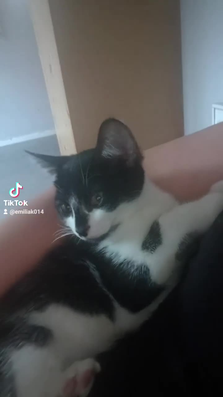 Turkish Angora cats for sale: Beautiful boy looking for home  - Video 1