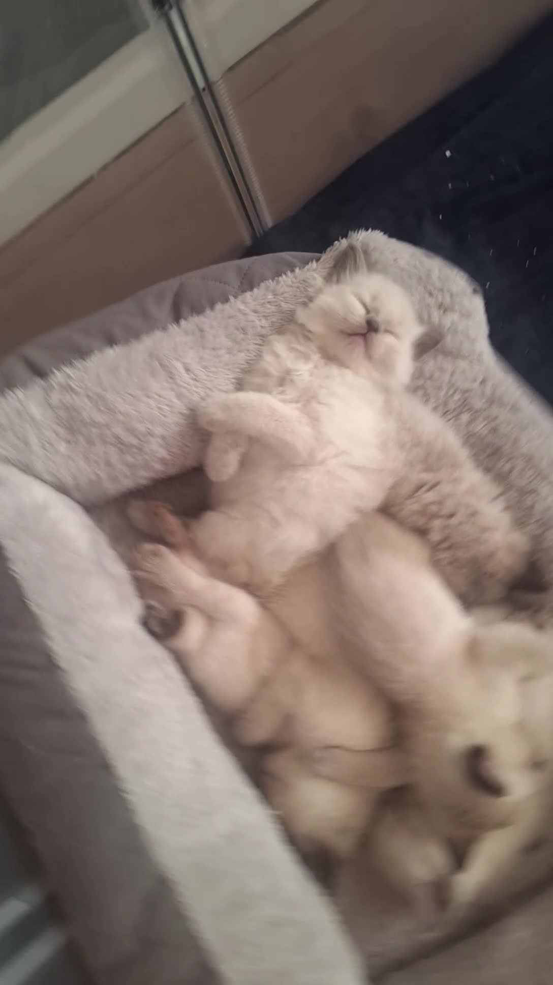 Ragamese cats for sale: Ragamese kittens  - Video 3