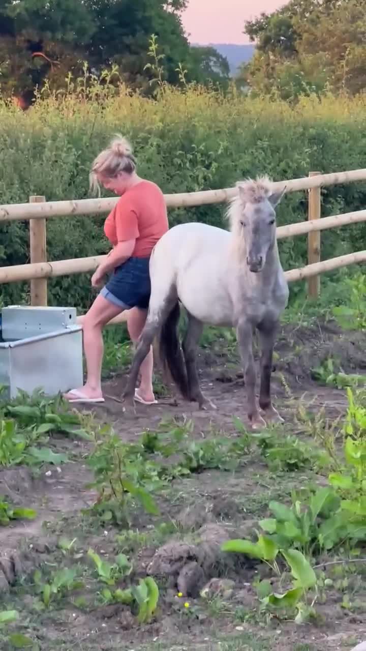Appaloosa horses for sale: 4 yr old, project pony / lead rein  - Video 1
