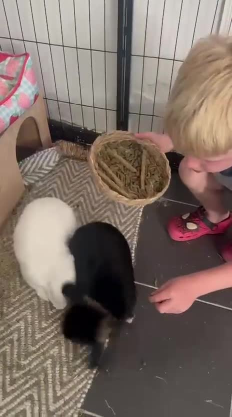 Mini Lop rabbits for sale: Levi and Mabel Mini Lop Bonded Pair in Stone - Video 1