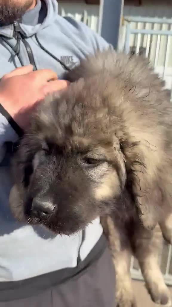 Caucasian Shepherd Dog dogs for sale: Caucasian Shepherd Ovcharka dog . Top of the Breed - Video 2