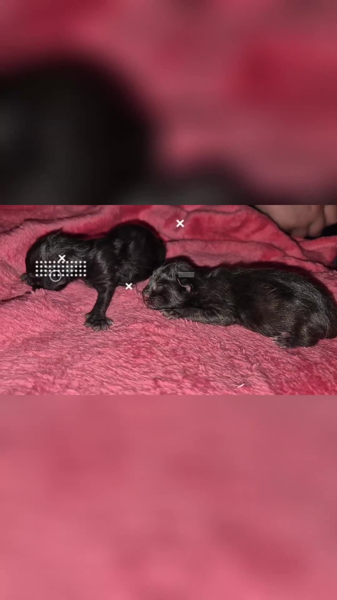 Mixed Breed cats for sale: 8 week old black half maine coone half tabby in Welwyn Garden City - Video 1
