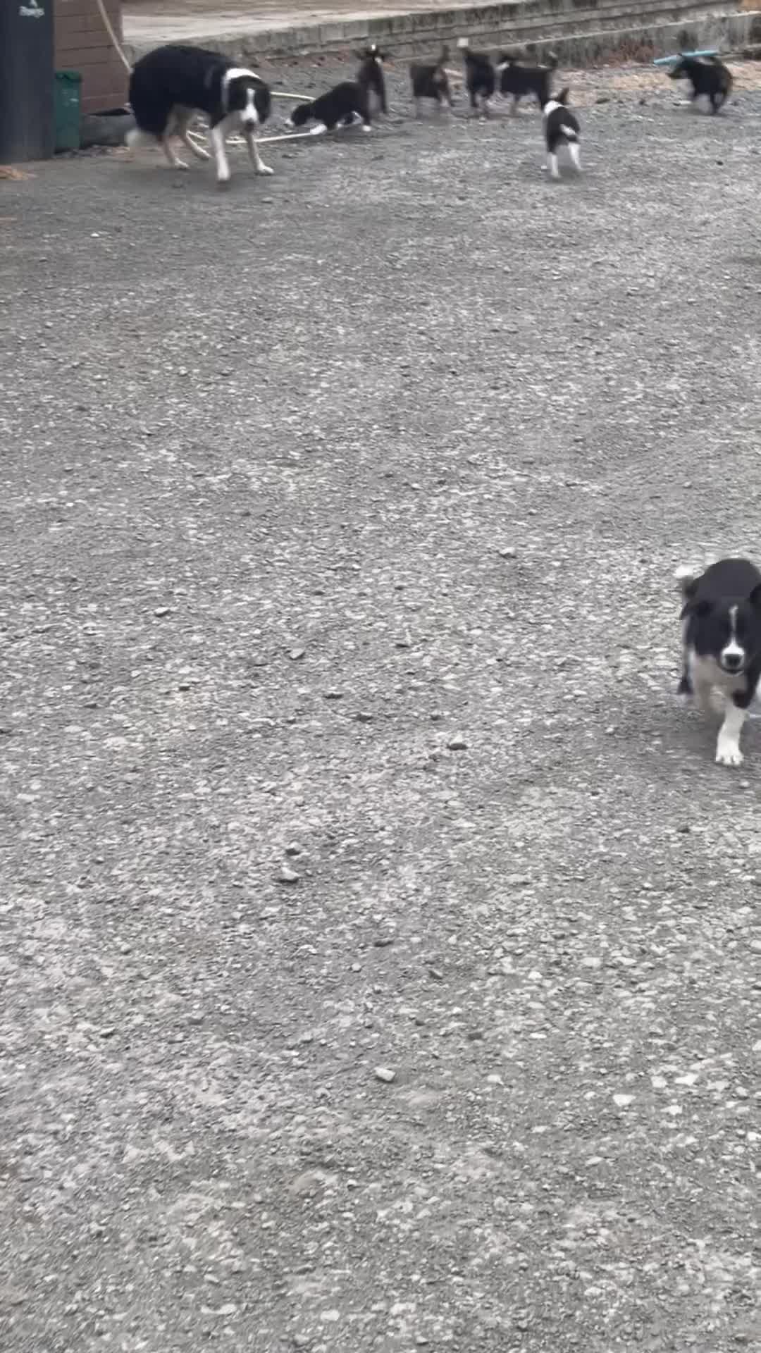 Border Collie dogs for sale: 9 Border Collie pups - Video 1