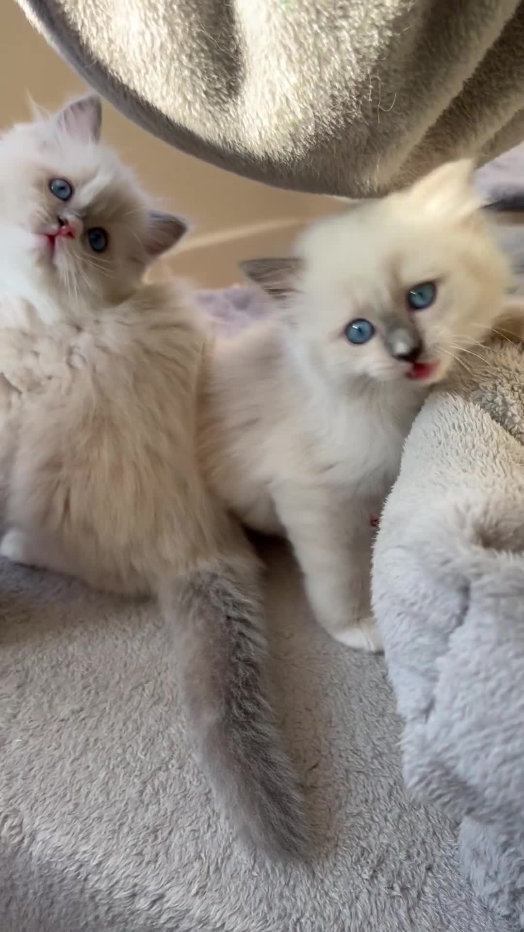 Ragdoll cats for sale: Beautiful Ragdoll Pedigree kittens - LAST BOY LEFT - Video 1
