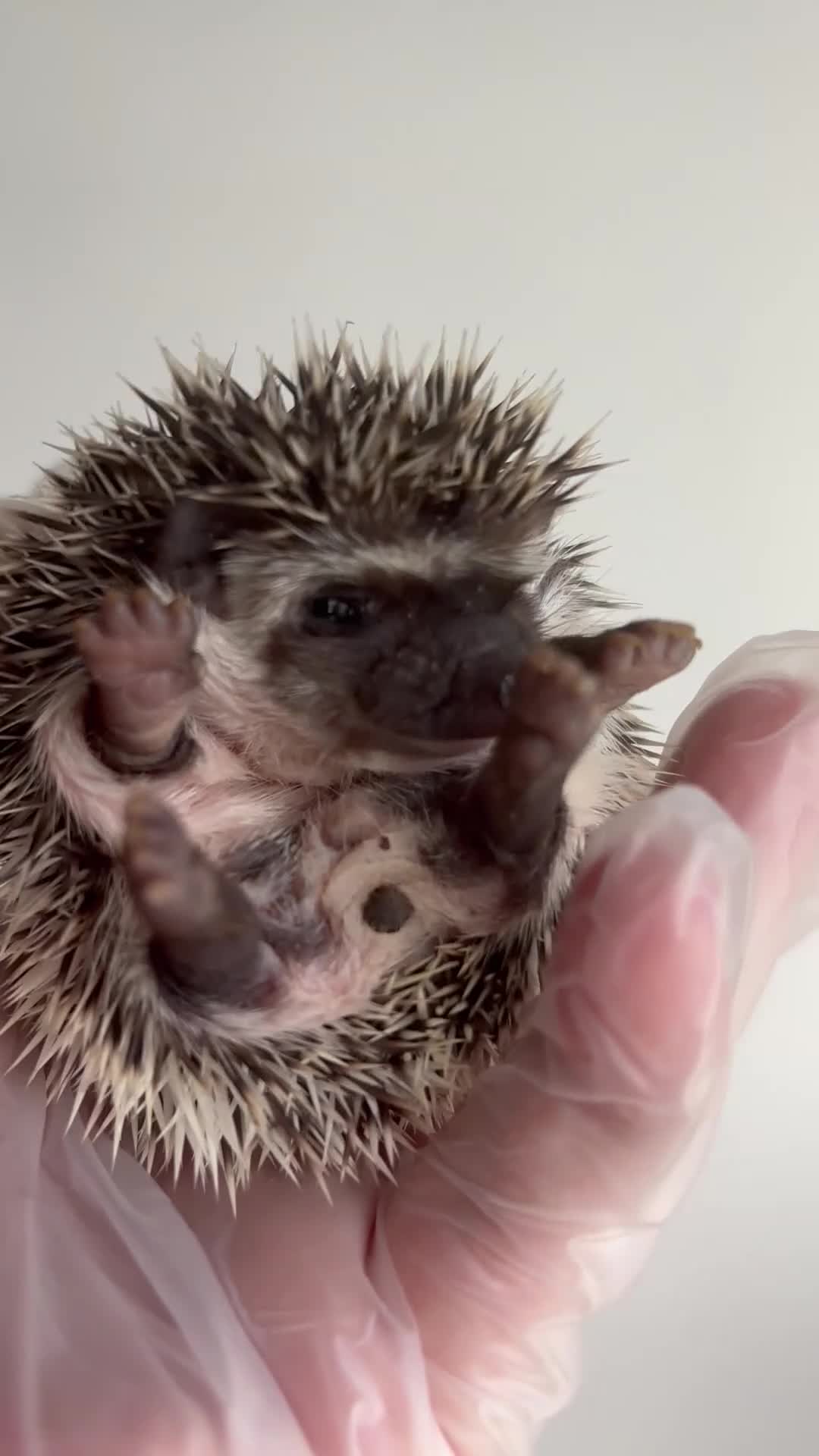 Pygmy Hedgehog rodents for sale: African Pygmy Hedgehog  in Eastleigh - Video 1