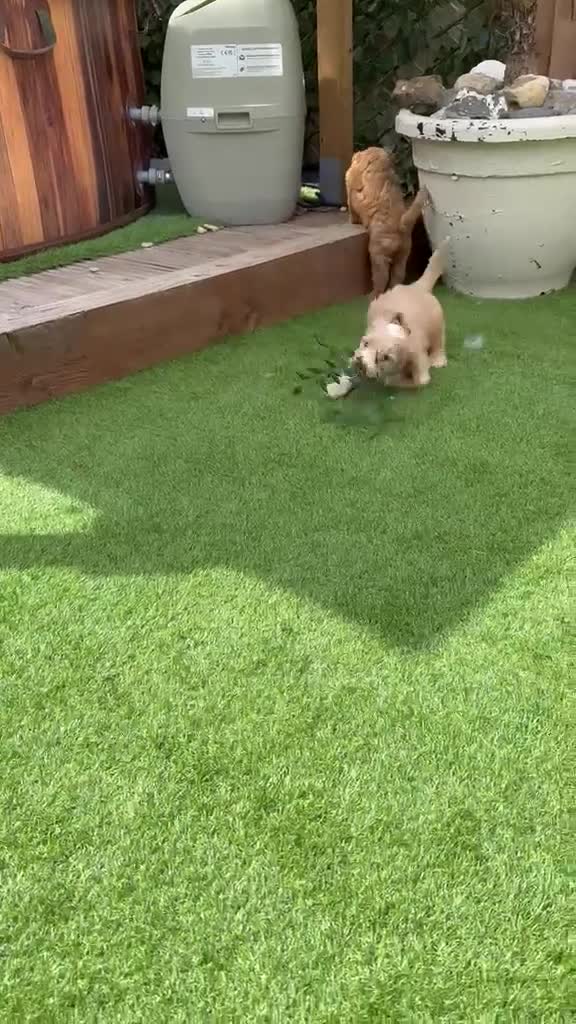 Cockapoo dogs for sale: 🩷1 gorgeous little girl🩷ready to leave now🩷 - Video 2