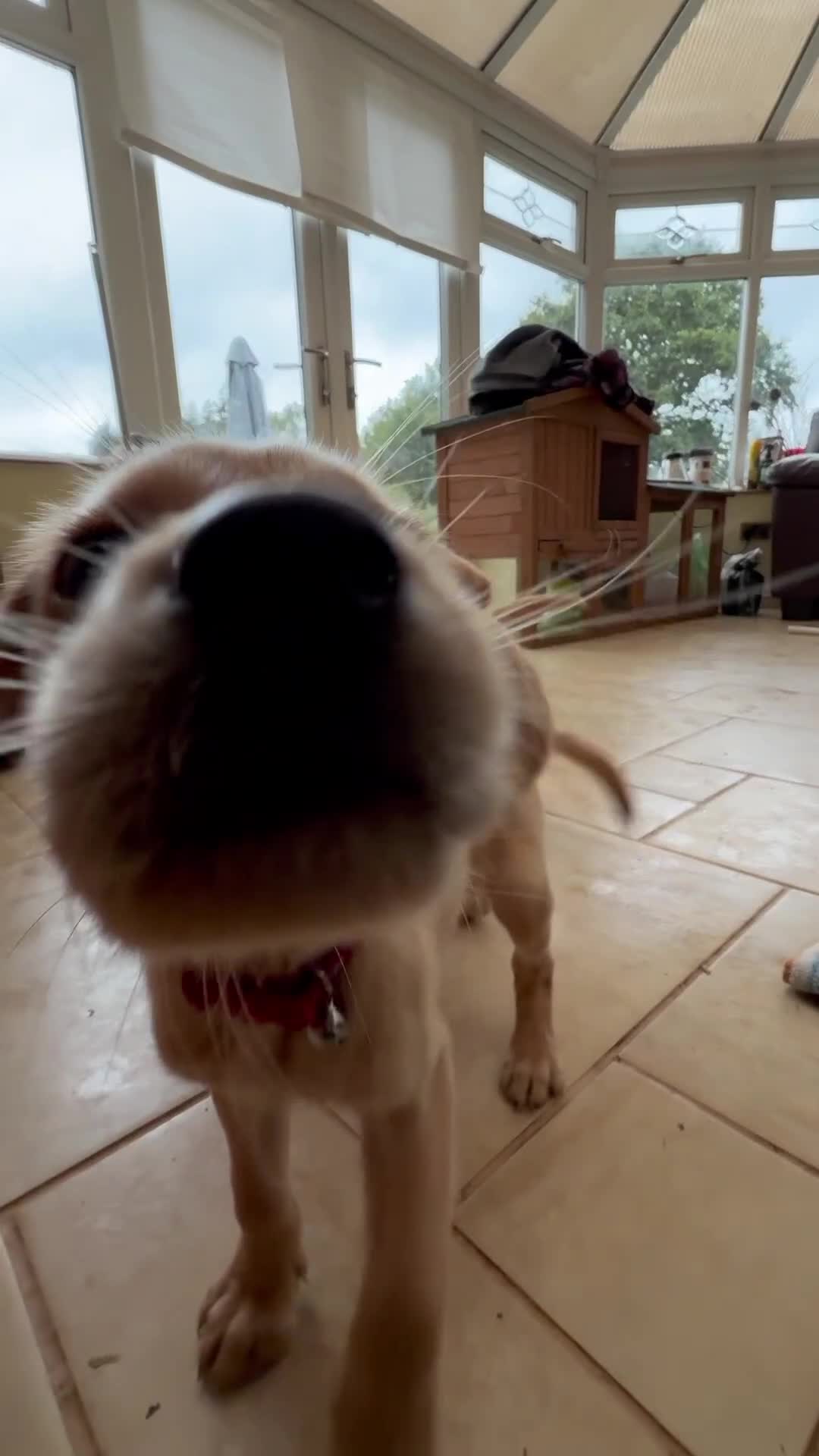 Goldador dogs for sale: READY TO COLLECT! 9 gorgeous goldador’s! - Video 3