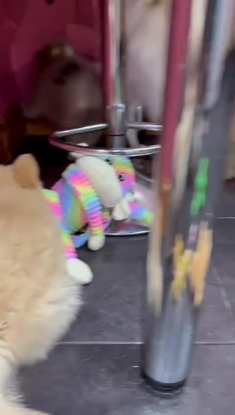 Pomsky dogs for sale: Amazing pomsky puppies - Video 4