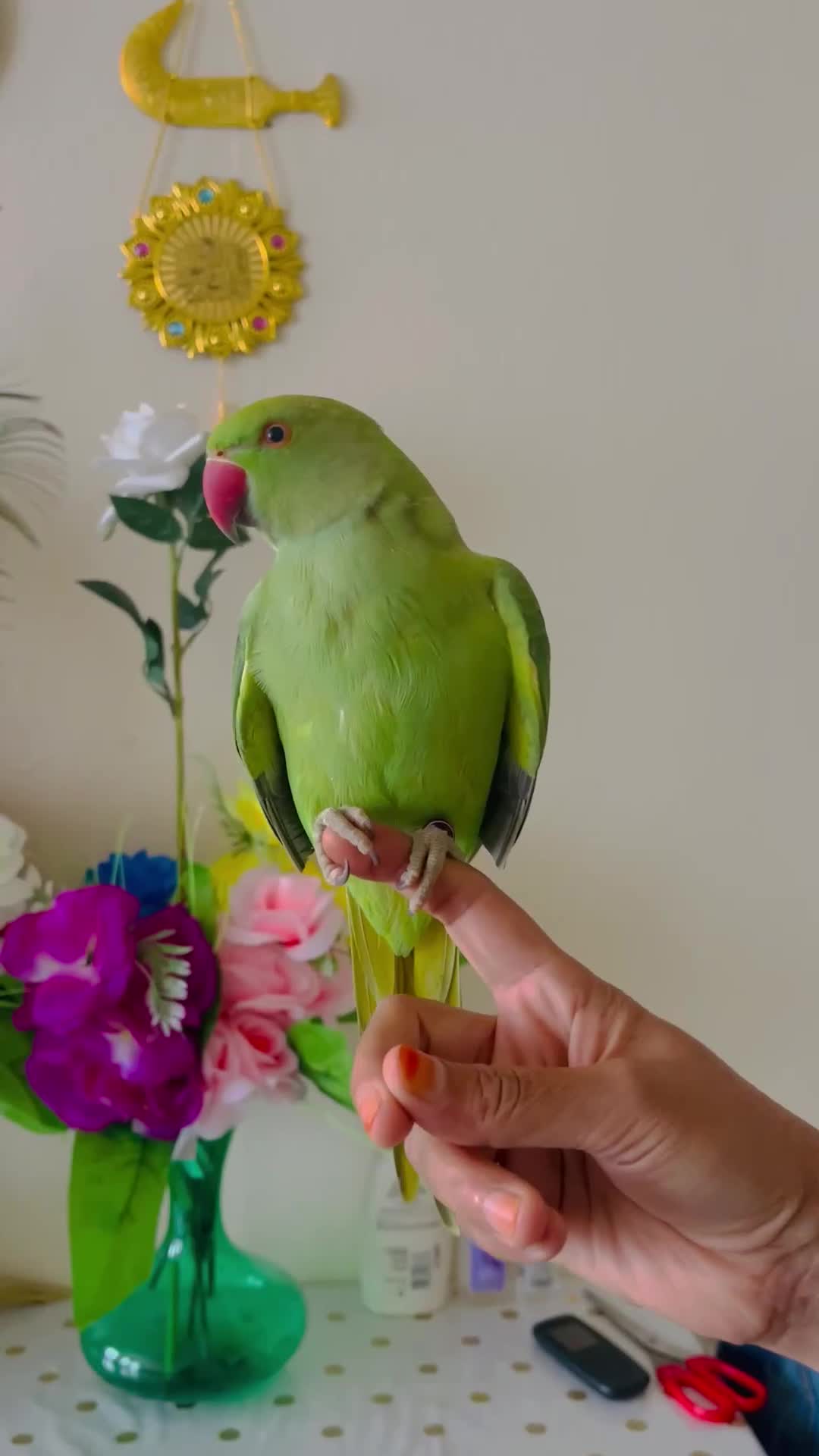 Ringnecks birds for sale: Hand Tamed/Untamed Gorgeous Ringneck for Sale - Video 2