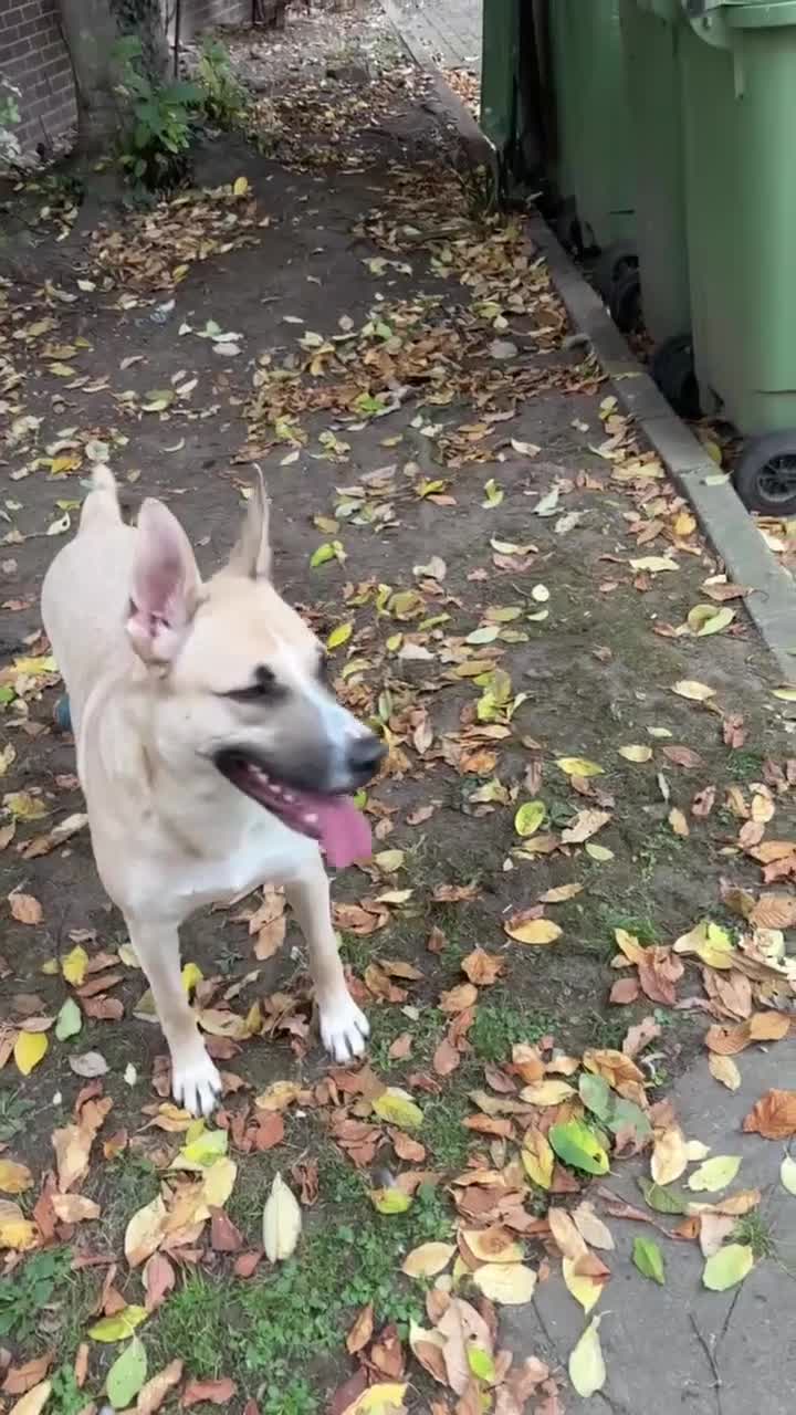 Mixed Breed dogs for adoption: COOPER – A wondrous mixed breed boy, 2 years old in London - Video 2