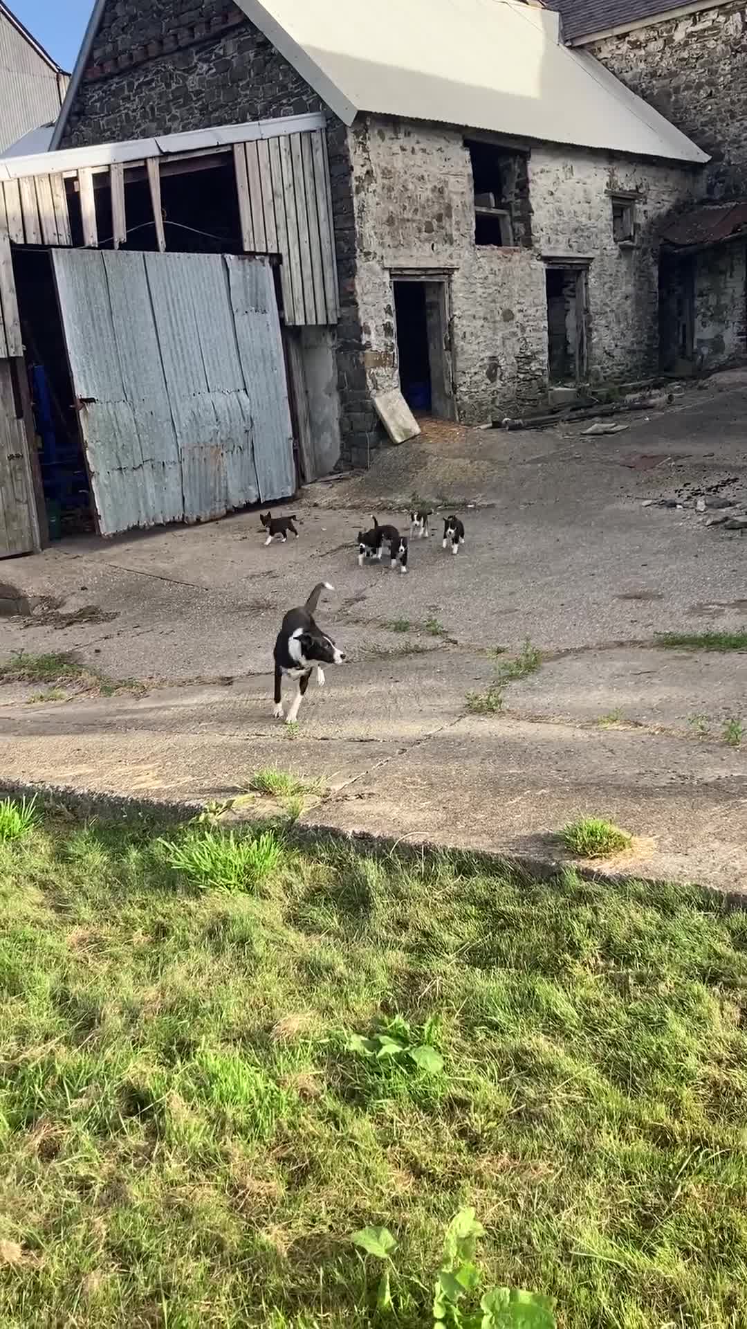 Border Collie dogs for sale: Playful puppies  - Video 1
