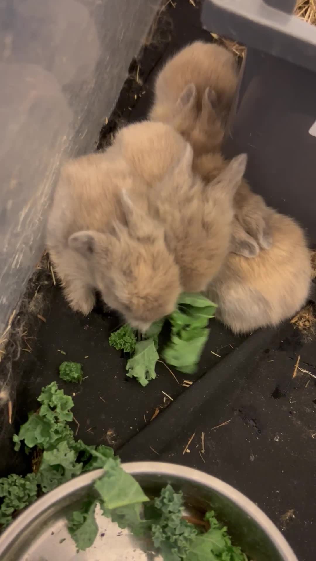 Lionhead rabbits for sale: 5 Lionhead rabbit babies  - Video 2