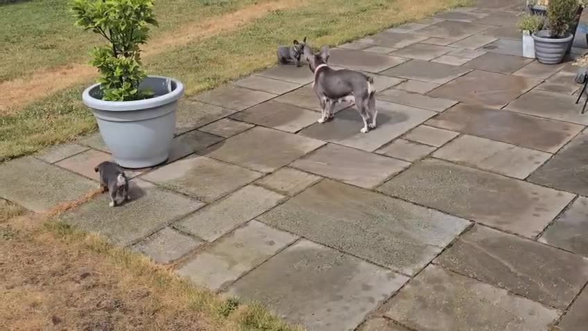 French Bulldog dogs for sale: One adorable female 🩷 French Bulldog Puppy  - Video 4
