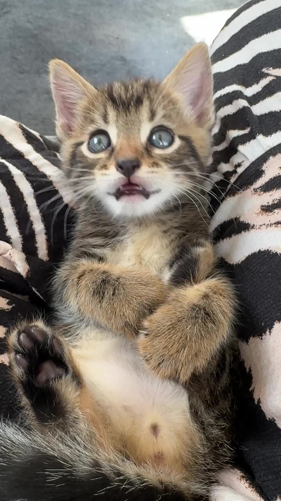 Bengal cats for sale: Bengal x Maine Coon Kittens - Video 1