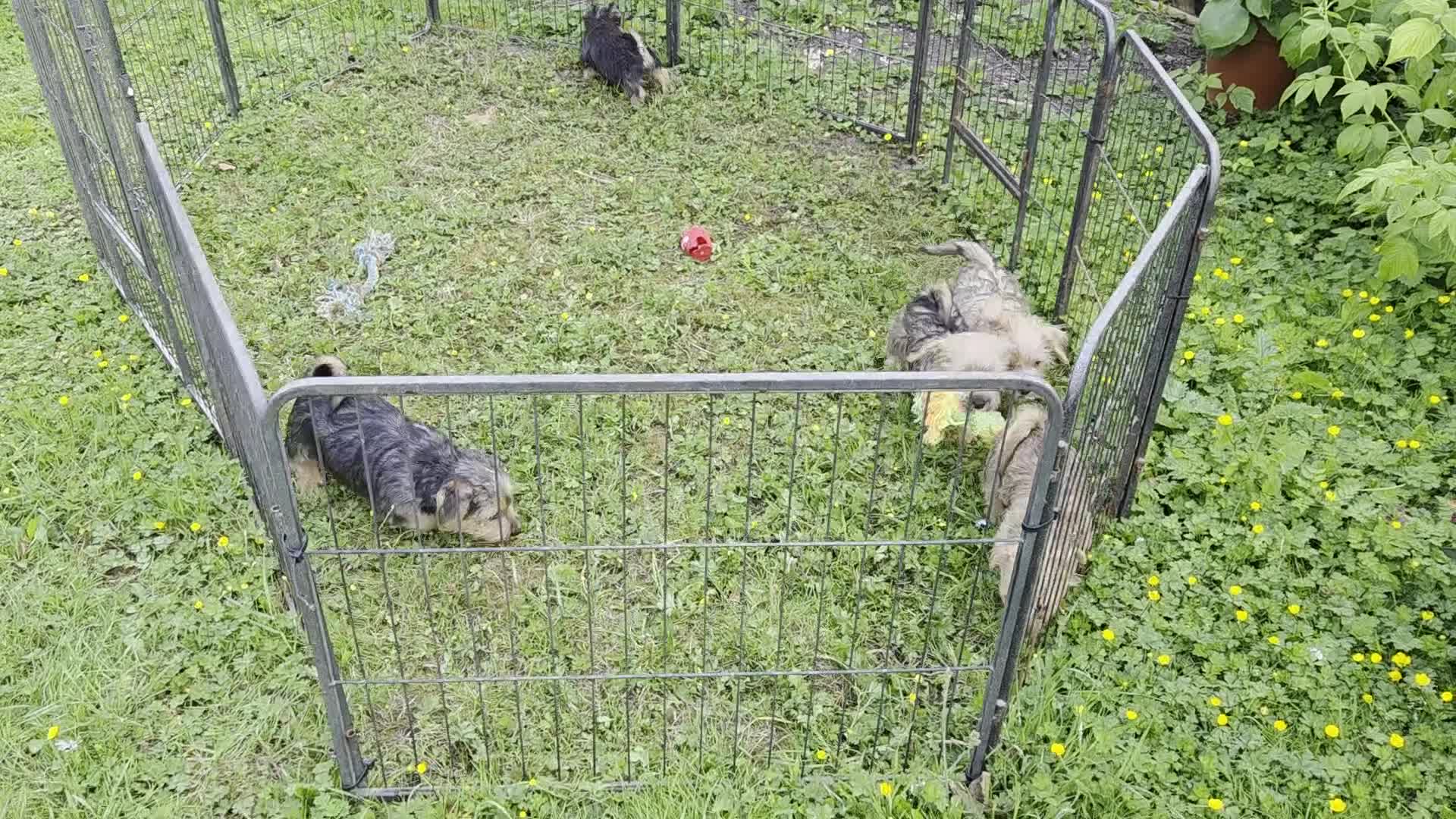 Norfolk Terrier dogs for sale: Norfolk terrier pups - Video 1