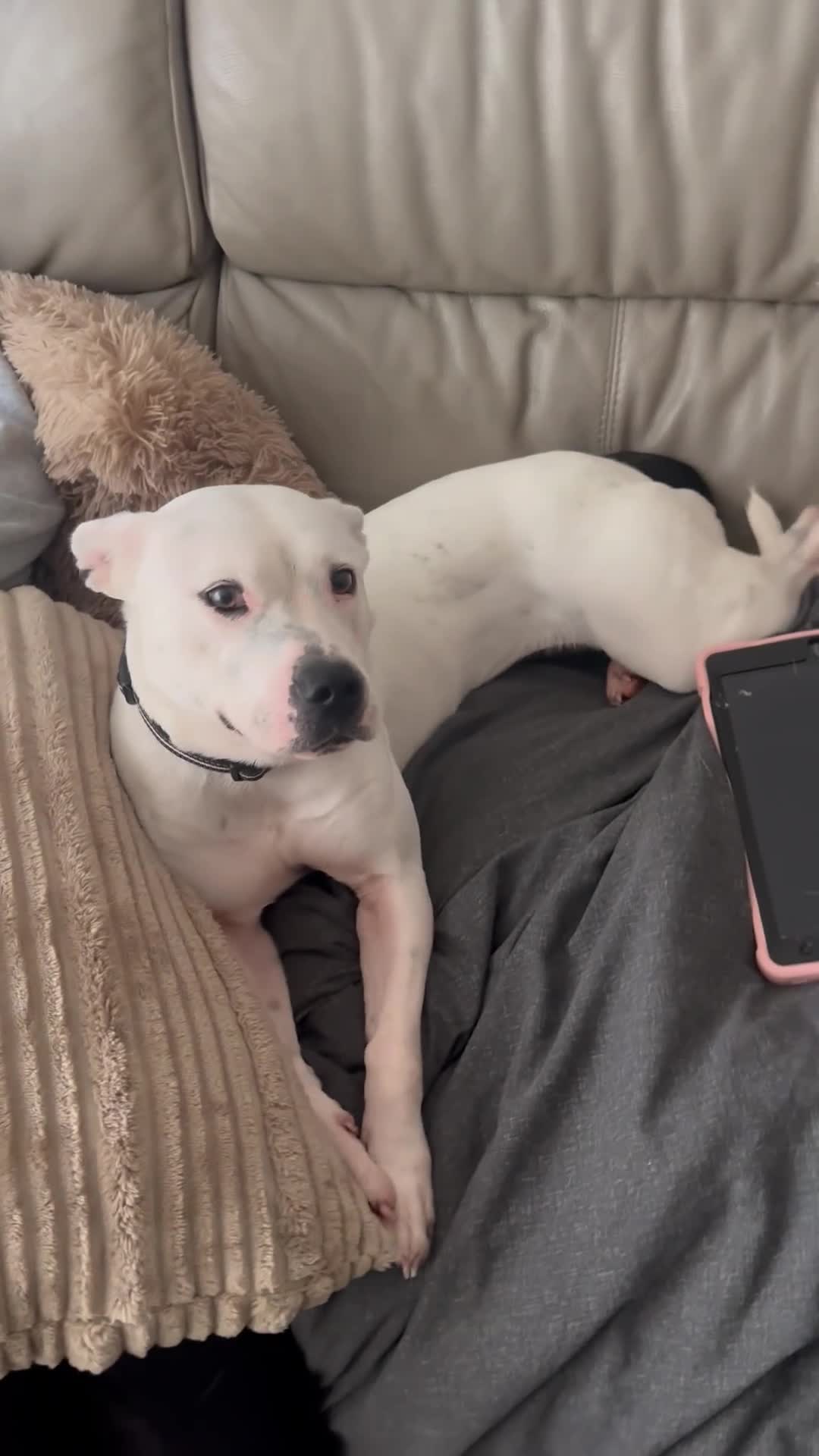 Mixed Breed dogs for sale: Daphne  - Video 1