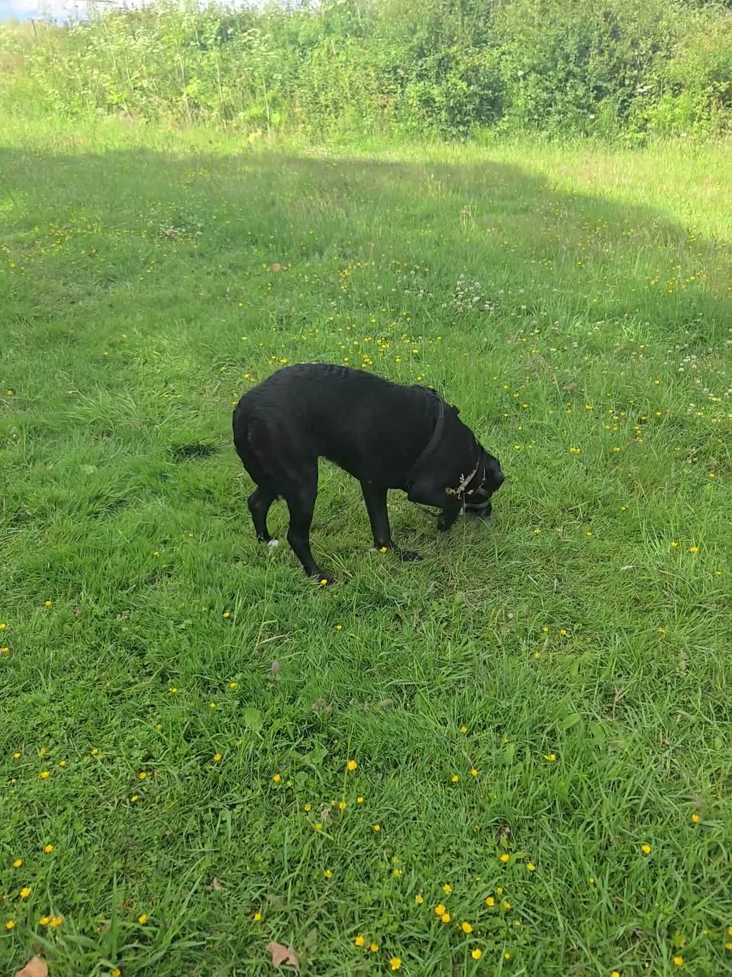 Mixed Breed dogs for sale: Looking for a loving home - 2 year old bullador - Video 1