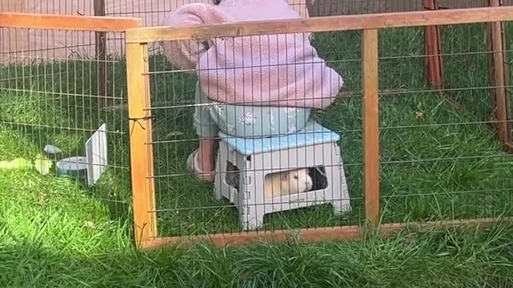Guinea Pig rodents for sale: Rhubarb is looking for her forever herd ❤️ in Nottingham - Video 1