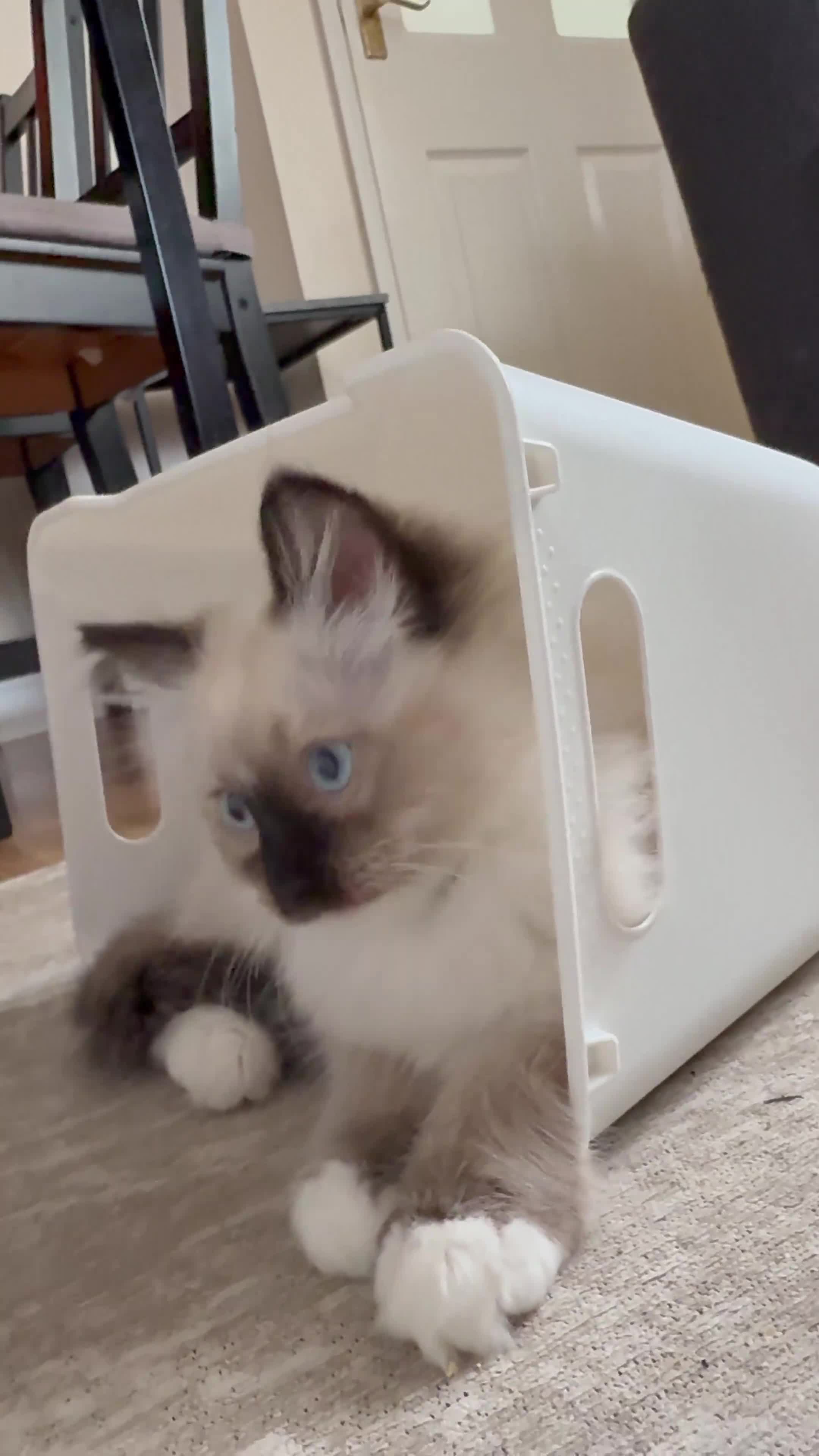 Ragdoll cats for sale: Beautiful Ragdol babies ready to leave  - Video 1