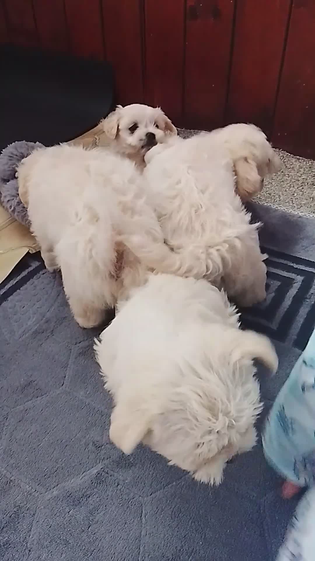 Bichon Frise dogs for sale: Ms Antonio Vlasceanu - Video 1