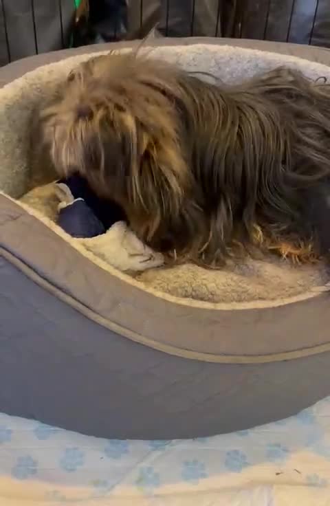 Yorkshire Terrier dogs for adoption: 💙🐶 BAILEY 🐶💙 - Video 2