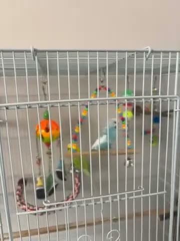 Budgerigars birds for sale: Male budgies  in Yeovil - Video 1