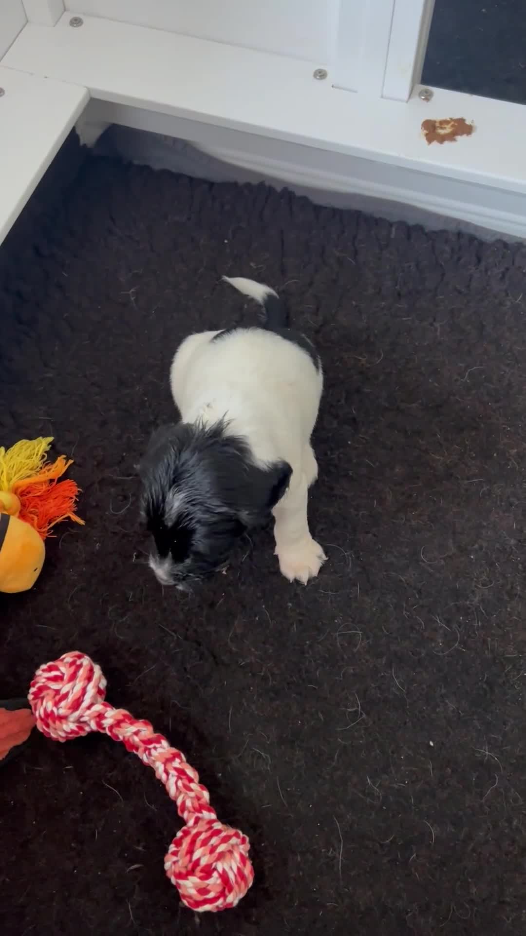 Sprocker dogs for sale: Sprocker Spaniel Puppies - Video 3
