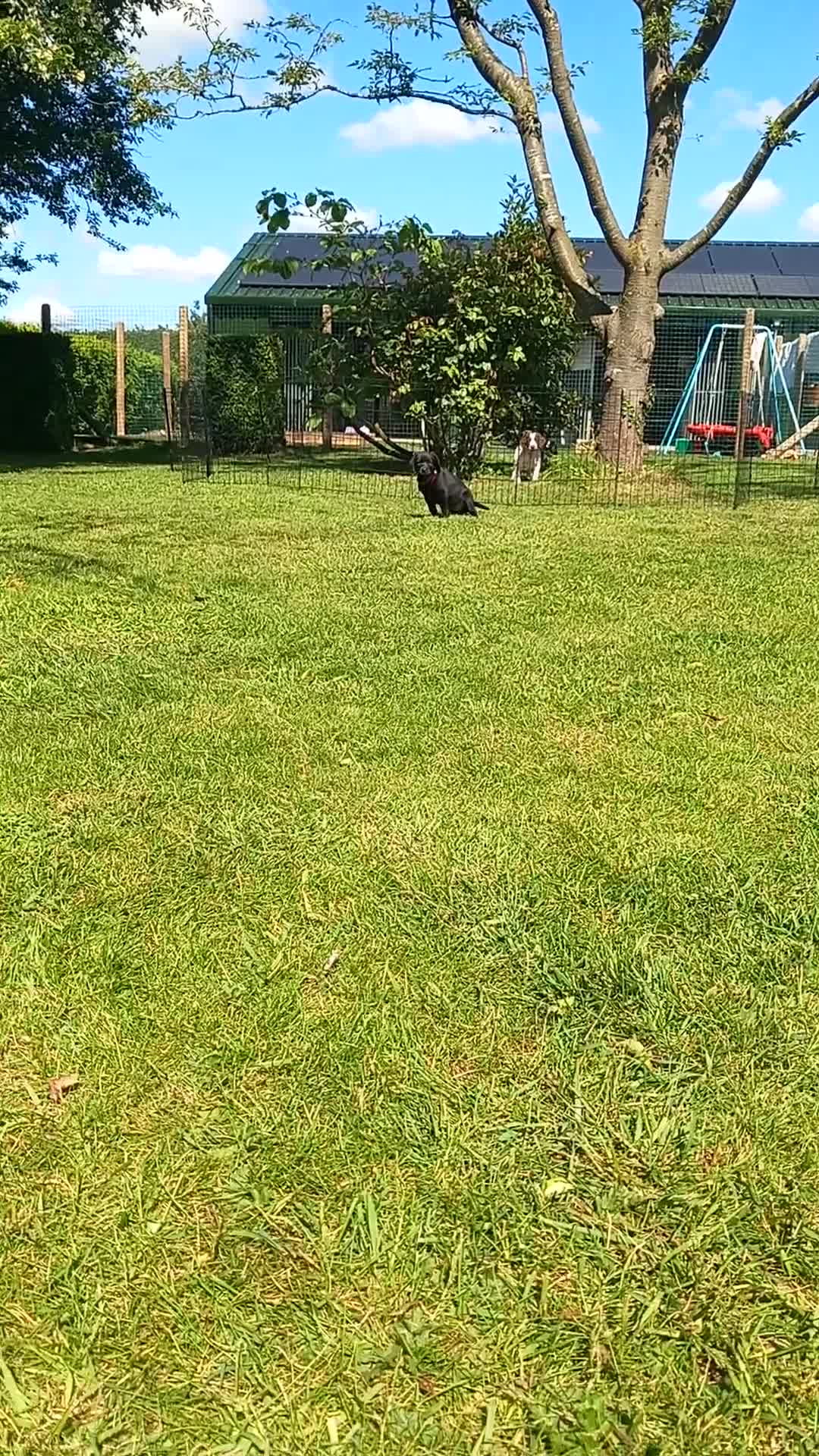 Labrador Retriever dogs for sale: KC Working Labrador puppies - Video 1