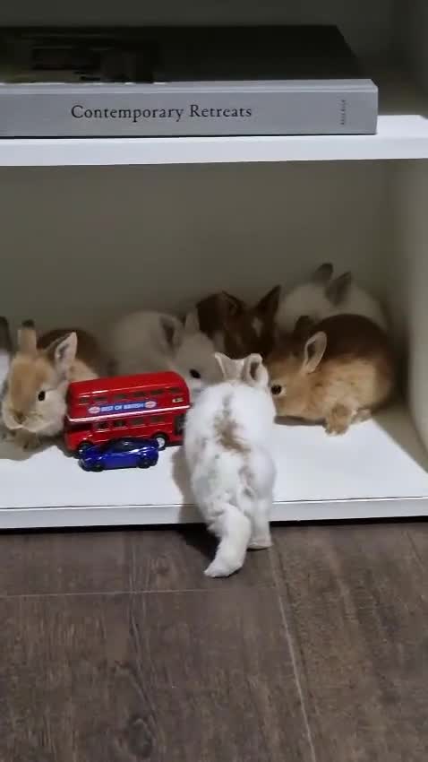 Mini Lop rabbits for sale: Adorable Rabbit Kits Looking for a Loving Home 🐰 - Video 2