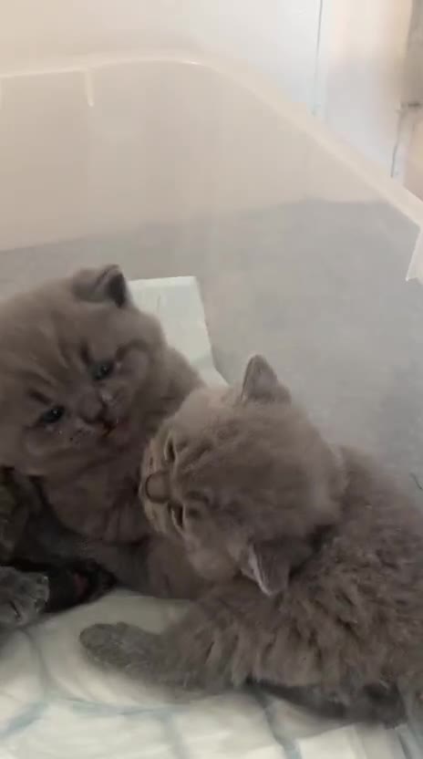 British Shorthair cats for sale: British shorthairs x7 | around oxford  - Video 2