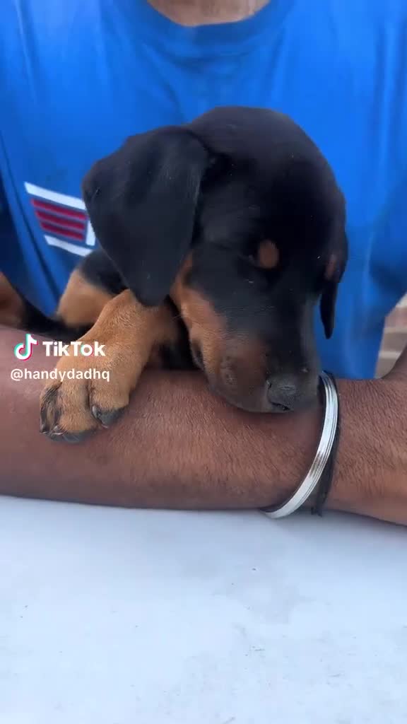 Dobermann dogs for sale: ❤️ Exceptional Family-Raised Doberman Puppies ❤️ - Video 3