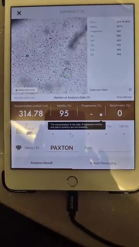 Miniature Poodle dogs for stud: Presenting PAXTON for Stud - Video 1