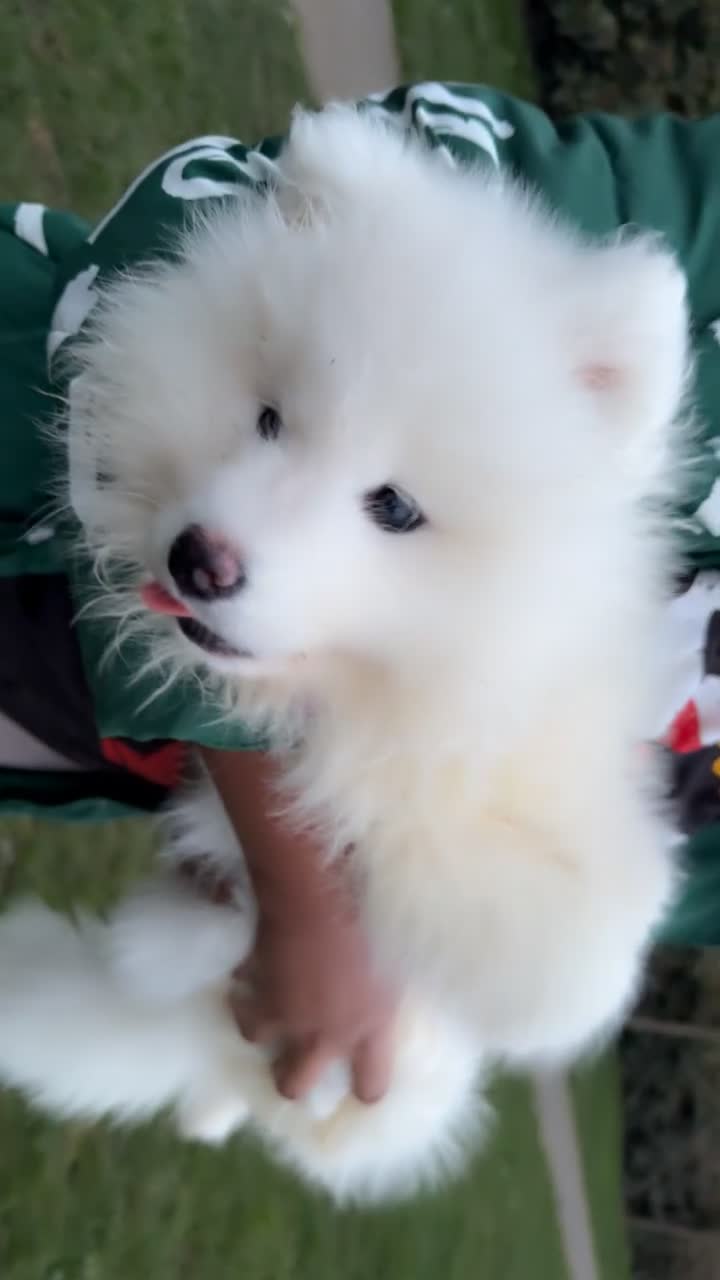 Samoyed dogs for sale: 1 bear faced Sammy PUP left 🐶💖 - Video 1