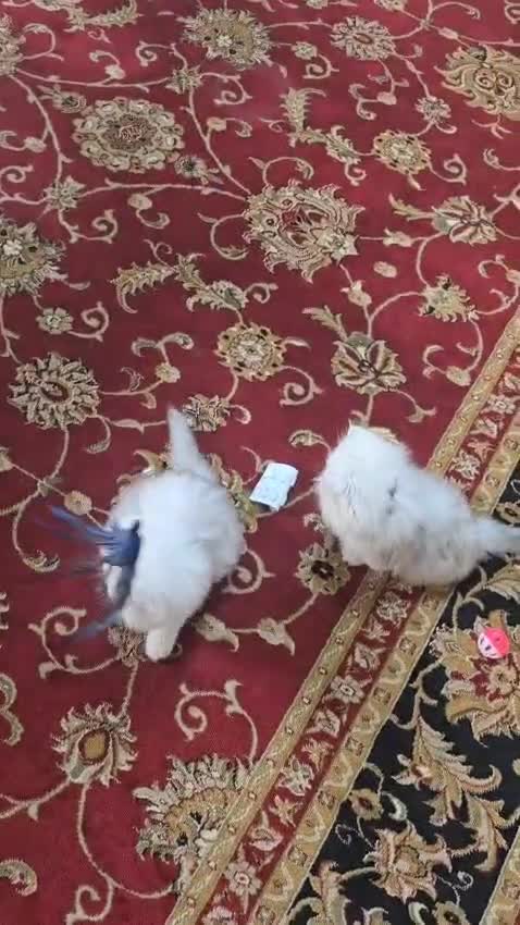 Persian cats for sale: Persian chinchilla  - Video 2