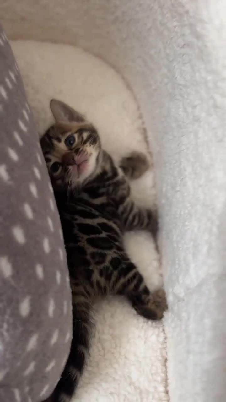 Bengal cats for sale: Bengal kittens for sale-Stunning 3-color Rosettes  - Video 1