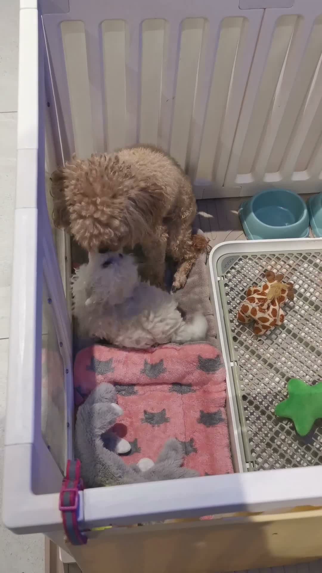 Maltipoo dogs for sale: Maltipoo F1 Toy Size, KC Parents, DNA Tested Clear - Video 1